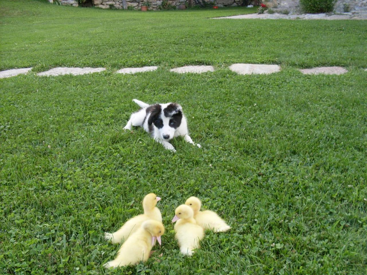Can Gallo ジャーナス エクステリア 写真